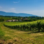 La Strada del Prosecco: Un Itinerario da Fiaba nel Cuore del Veneto